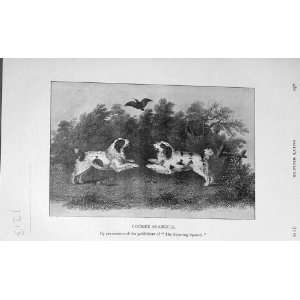  1906 Antique Print Cocker Spaniels Dogs Sport BailyS 