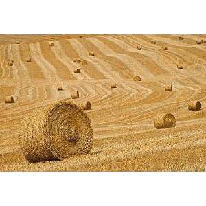  Italy, Tuscany, Harvested Corn Field, Bales of Straw 