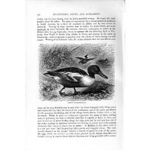  COMMON SHOVELLER DUCK BIRD NATURAL HISTORY 1895 PRINT 