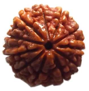 13 face round Rudraksha for attraction and desire  