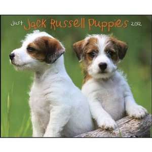  Jack Russell Puppies 2012 Wall Calendar