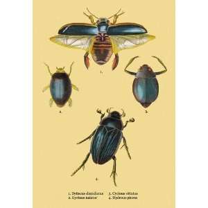Beetles Dytiscus Dimidiatus Gyrinus Nalator et al. #2 12x18 Giclee on 