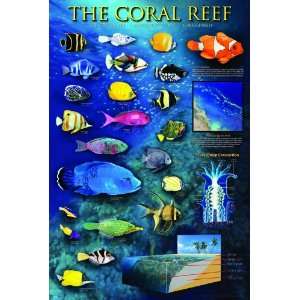  Safari LTD Coral Reef Laminated Poster Toys & Games