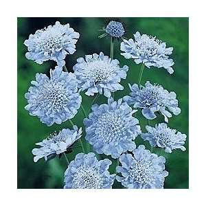  Butterfly Blue Scabiosa