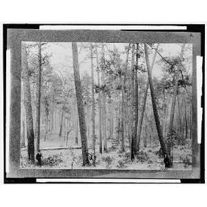  Pine forest scene,Keystone Lumber Company