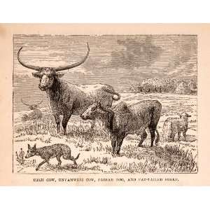   Unyamwezi Cow Pariah Dog Sheep Tribe   Original In Text Wood Engraving