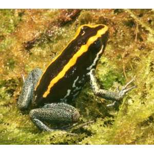  Frog   Phyllobates vittatus