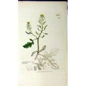  1807 Sowerby Botanical Print Nasturtium Terrestre
