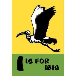  I is for Ibis 12x18 Giclee on canvas