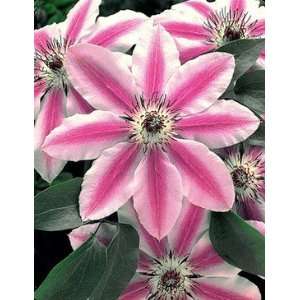  Stripe Carnaby Clematis, 2 year plant roots Patio, Lawn & Garden