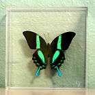PAPILIO ULYSSES REAL FRAMED BUTTERFLY DISPLAY 204S  