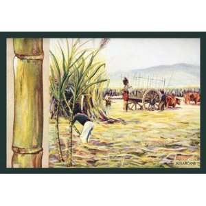  Sugarcane 12x18 Giclee on canvas