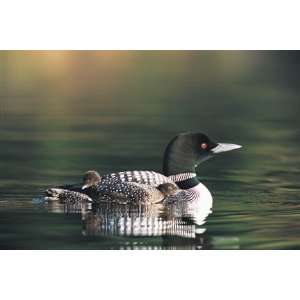  Common Loon (1,000 Piece Puzzle) Toys & Games