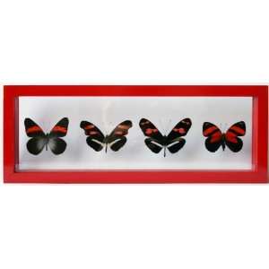  Real Red Framed Butterflies Set 