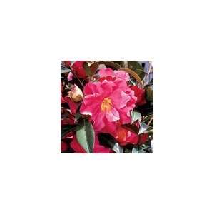  Camellia Coral Delight Patio, Lawn & Garden