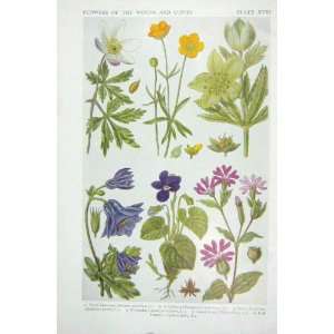 1919 Flowers Anemone Goldielocks Sweet Violet Campion  