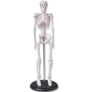    Midwest Educational Products, Inc.   Skeleton Model