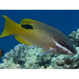 Despite its Common Name, the Hawaiian Hogfish (Bodianus Bilunulatus 