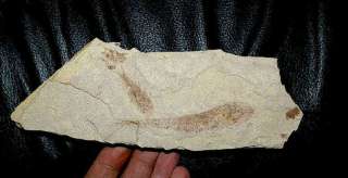 Poland, Carpathian basin, Oligocene. Dimension matrix 140x65mm 