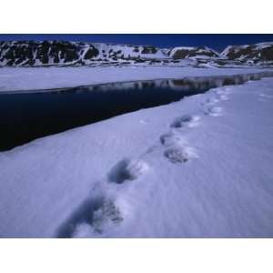  Polar Bear Tracks Along the Splintering Ice of Admiralty 