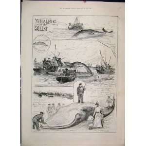  1888 Whaling Solent Boats Men Spears Antique Print