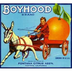  Fontana, San Bernardino County Boyhood Orange Citrus Fruit 
