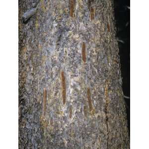 Black Bear Claw Marks Left on a Pine Tree to Mark its Territory, Ursus 