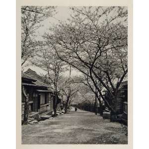  1930 Japanese Village Street Cherry Blossom Trees Japan 