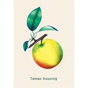  Vintage Art Talman Sweeting   04154 4