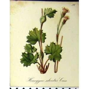  Homogyne Silvestris Cass Alpine Plants 1879 Seboth