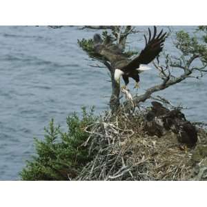  A Northern American Bald Eagle Flies Food Back to its Nest 