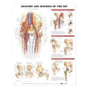 Hip Anatomy and Injuries Chart  Industrial & Scientific