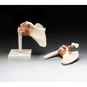 Shoulder Joint Model with Detachable Ligaments  Industrial 
