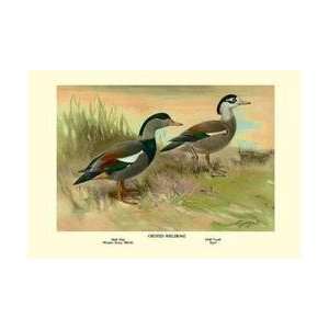  Crested Sheldrake Ducks 20x30 poster