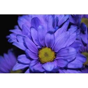  Deep Purple Daisy Flower Photograph