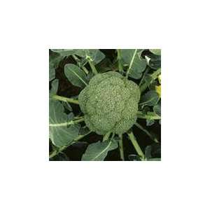  100 Heirloom Broccoli seeds 
