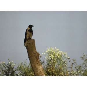  A Hooded Crow Perches on a Tree Stump, Corvus Corone 