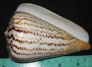 117 mm HUGE & HEAVY UNKNOW Conus Cone Sea Shell Seashell ##2  