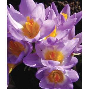  Crocus, Sieberi Tricolor 15 Bulbs Patio, Lawn & Garden