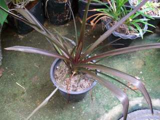 Science Name of Plant  Crinum asiaticum var. procerum