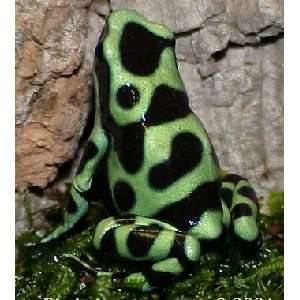  Frog   Dendrobates auratus Panamanian Green & Black 