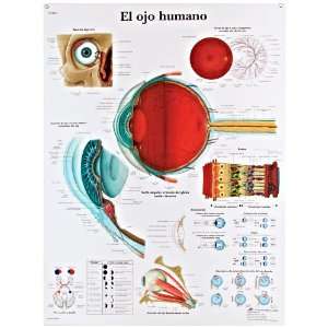   Chart (Human Eye Anatomical Chart, Spanish), Poster Size 20 Width x