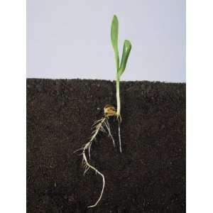  Maize or Corn Seedling with Two Leaves and Roots, Growth 
