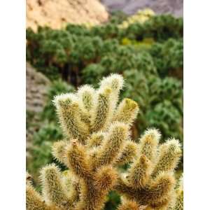 Cactus in Andreas Canyon, Palm Springs, California, United 