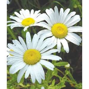  Shasta Daisy, Snow Lady 1 Plant Patio, Lawn & Garden