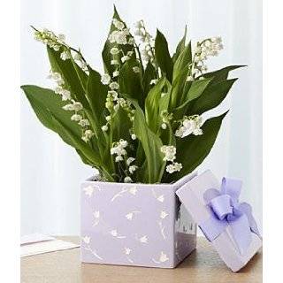 Potted Lily of the Valley Bulb Garden by Proflowers