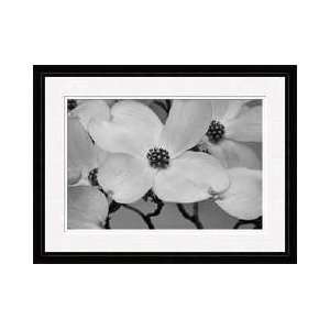  Dogwood Delicacy Iii Bw Framed Giclee Print