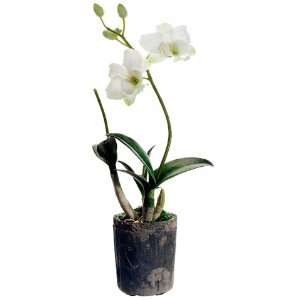 17 Dendrobium Orchid Plant in Terra Cotta Pot Cream (Pack 