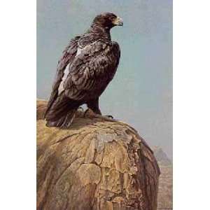  Robert Bateman   Black Eagle