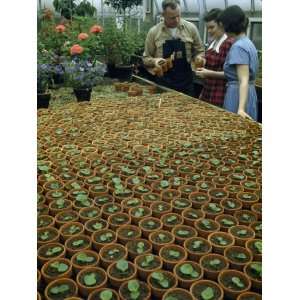 People Inspect Three Month Old Begonia Seedlings in Pots Photographic 
